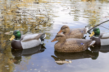 Load image into Gallery viewer, Flambeau Storm Front 2 Classic Mallard - 6 Pack