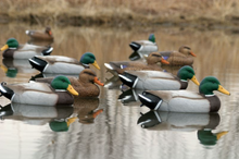 Load image into Gallery viewer, Flambeau Storm Front 2 Classic Mallard - 6 Pack