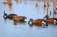 Load image into Gallery viewer, Flambeau Storm Front 2 Classic Blue-Winged Teal - 6 Pack